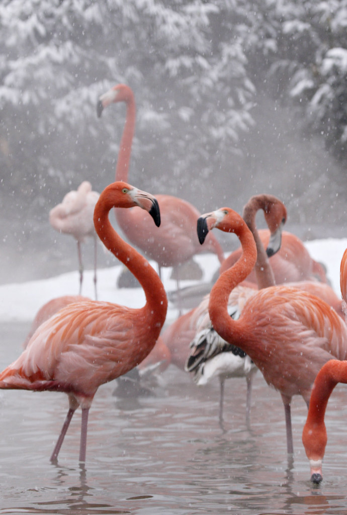 Flamingoes at National Zoo