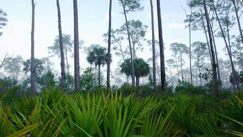 Corkscrew Landscape by B.K. Dewey, Corkscrew Swamp Sanctuary, Floridanature landscape florida corkscrewswampsanctuary pineflatwood