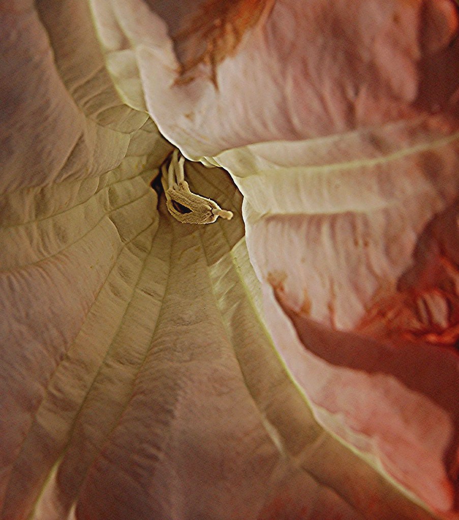 Inner Sanctum of a pink Datura Lily