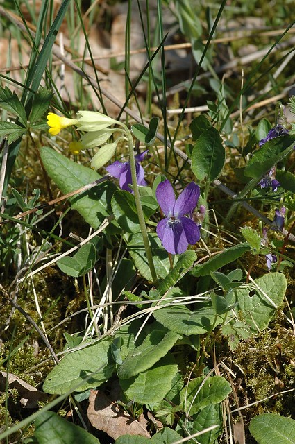 Primula veris (Cowslip / Gulden sleutelbloem) 1015 & Viola reichenbachiana (Early Dog-violet / Donkersporig bosviooltje) 1386