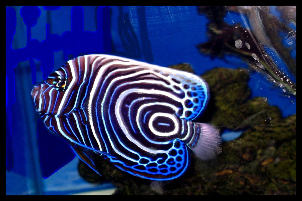 Top 10 Pretty Fish betta fish
