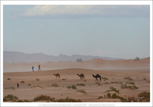 people man nature animal animals landscape geotagged mar sand african wildlife dromedary camel morocco berber beast creatures creature mammals beasts zoology ruminant ruminants undomesticatedanimals soussmassadrâa geo:lat=2982163700 geo:lon=572033100 deuxchasse