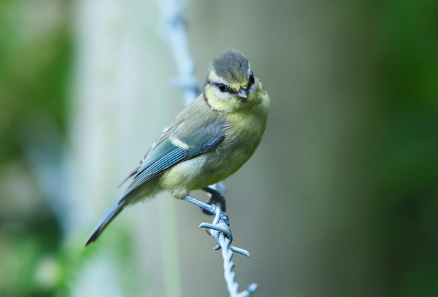 Blue Tit Fledgeling, Cyanistes caeruleus, on Barbed Wire