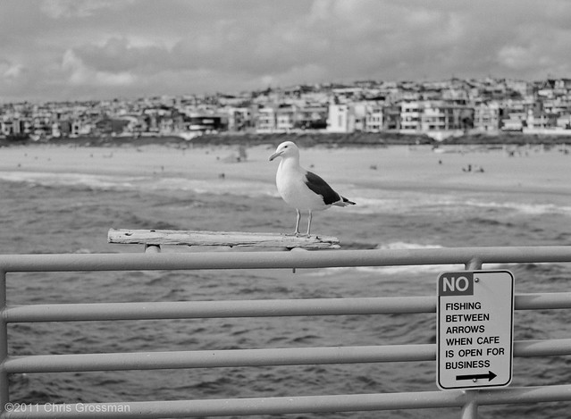 Seagull on Cutting Board - Manhattan Beach Pier, California - GA645ZI - TMAX 100