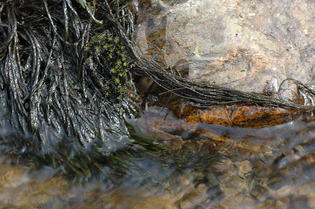 Fontinalis antipyretica (Common Water Moss / Gewoon bronmos)
