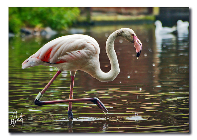 Chilean Flamingo ( Just 4 you )