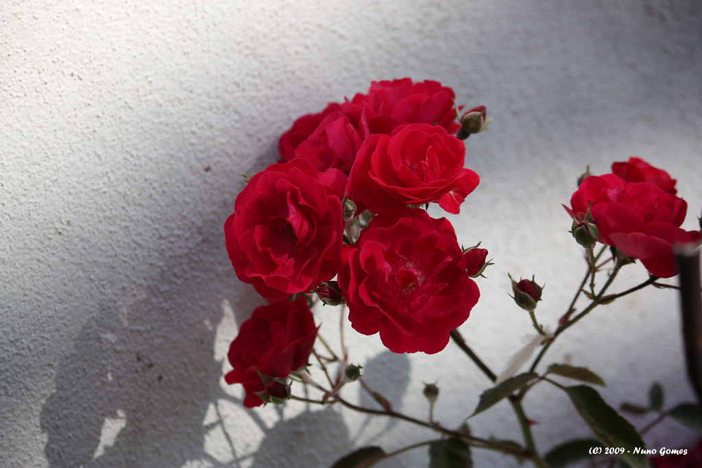 Rosas / Roses by Nuno-Gomes (Enough is enough)