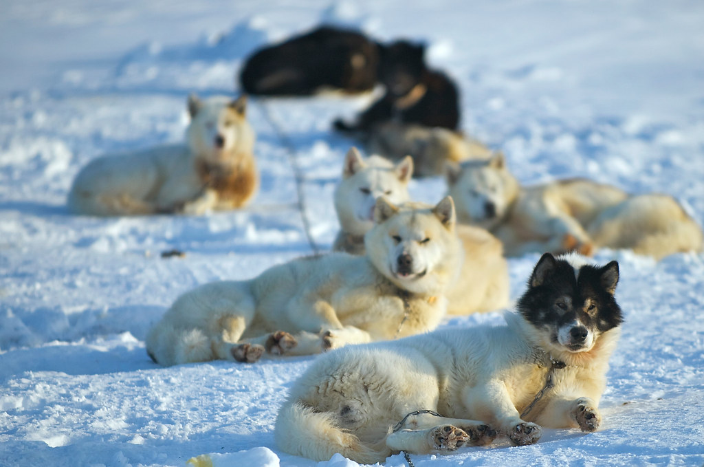 Danish Sled Dogs in Alert, Nunavut