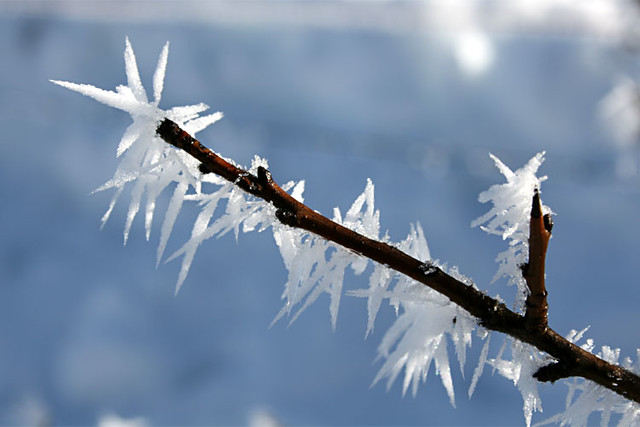 The frosted branch