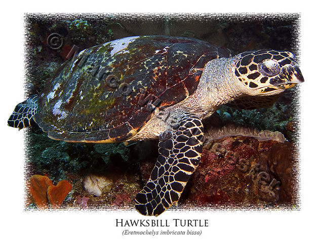 Pacific Hawksbill Turtle
