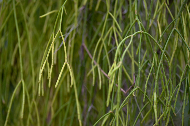 Rhipsalis sp. (Cactaceae)