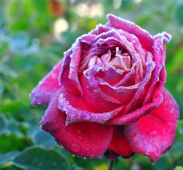 Freezing Rose