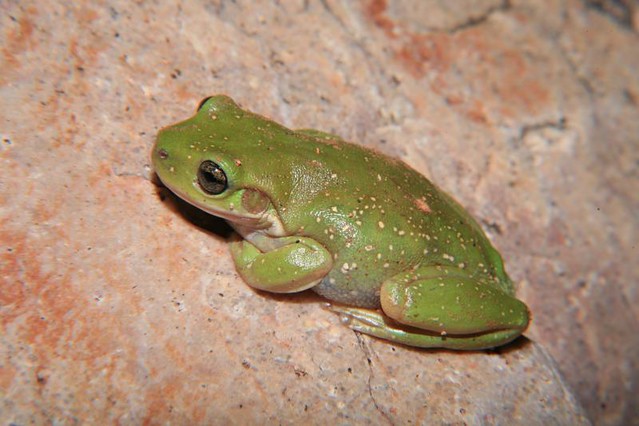 Centralian Tree Frog (Litoria gilleni), Simpsons Gap, West MacDonnell NP, Central Australia.