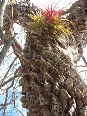 Epifitos en árbol con la corteza gruesa - Tree with thick bark and epiphytes; camino entre Boaco y Camoapa, Boaco, Nicaragua