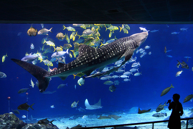 國立海洋生物博物館 鯨鯊
