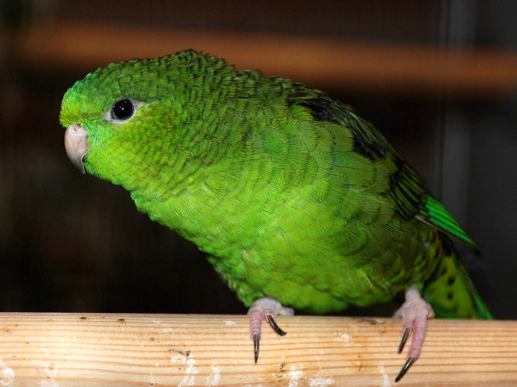 Barred parakeet for sale
