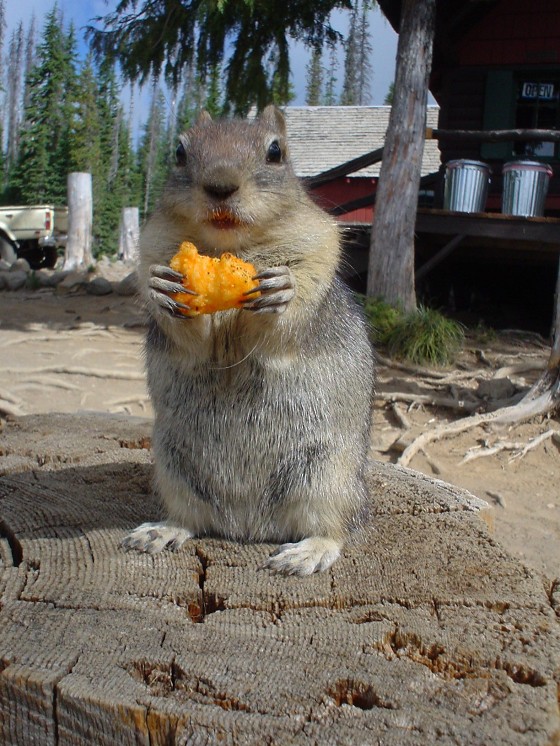 funny squirrel :) | Anna | Flickr
