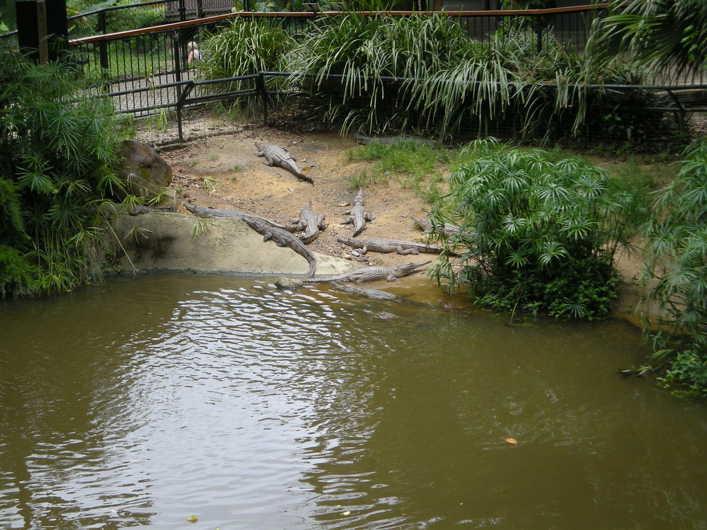 Kuranda Koala Gardens