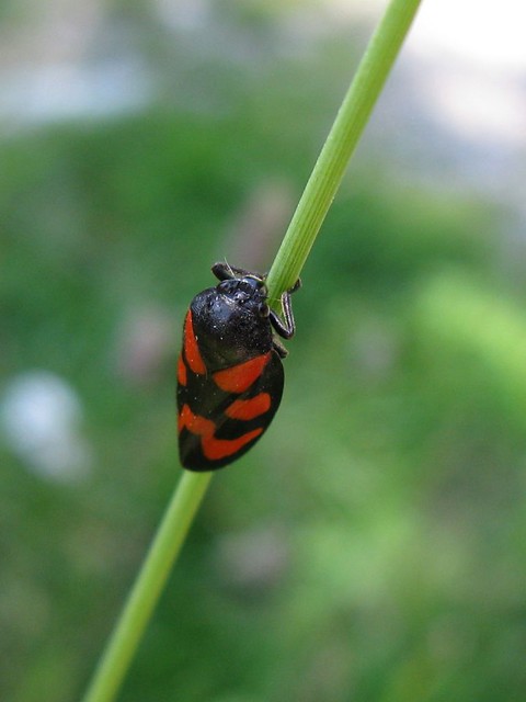 Austrian bug (Mayrhofen - W1)