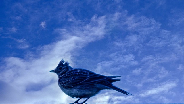 The Blue Bird of Punk