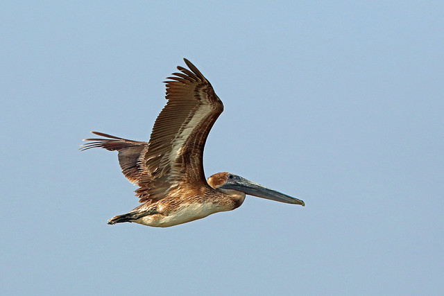 Brown Pelican, Bahia la Ventosa, Oaxaca, Mexico