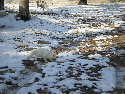 county snow woods december texas country 11 tyler east 2008 woodville