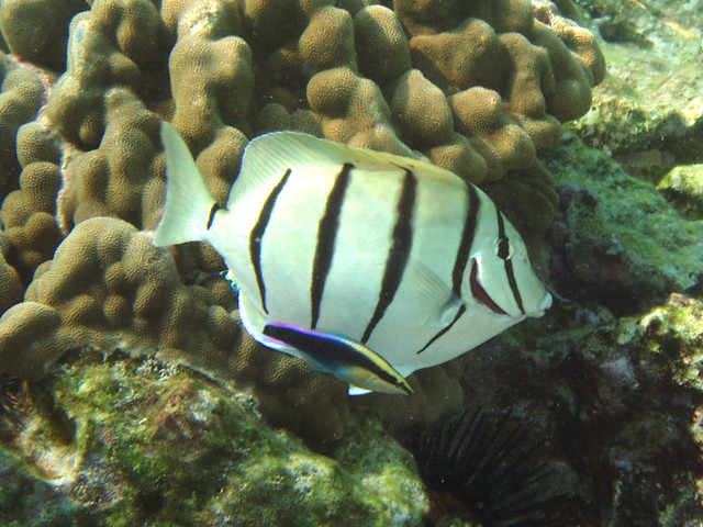 convict tang and friend