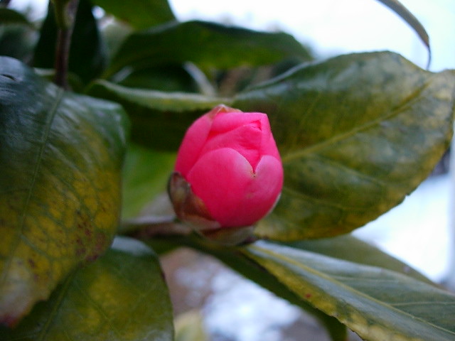 But of Camellia ~ 椿の蕾。