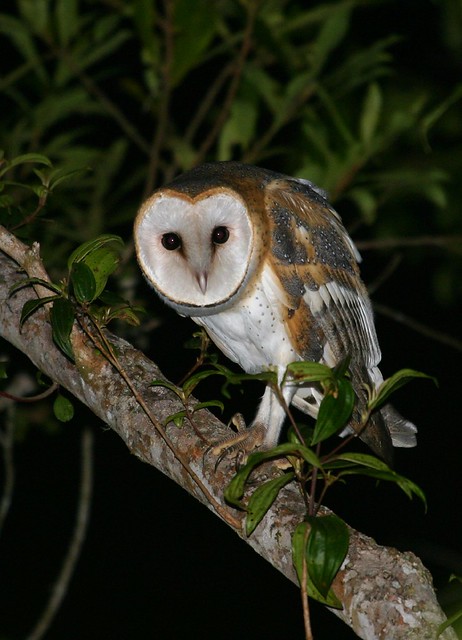 Suindara (Barn Owl)