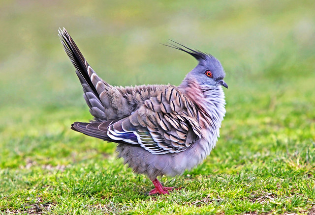 Crested Pigeon : Courting Rehearsal.
