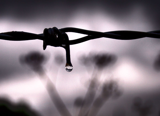 Water drop on Barbed Wire