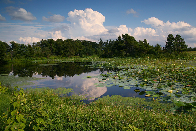 JT Nickels Wildlife Preserve Pond