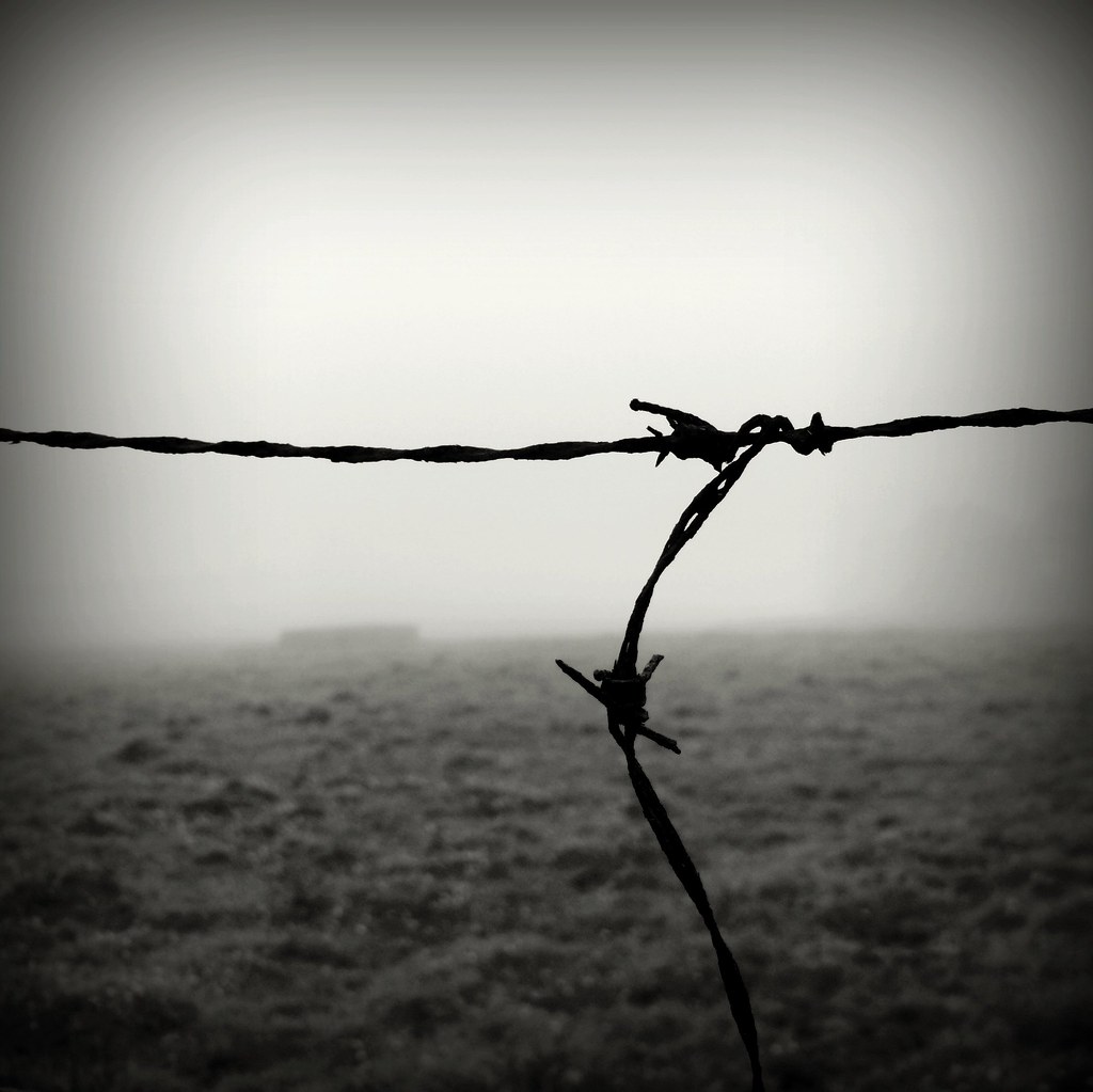 barbed wire #P1200735 by filipe franco