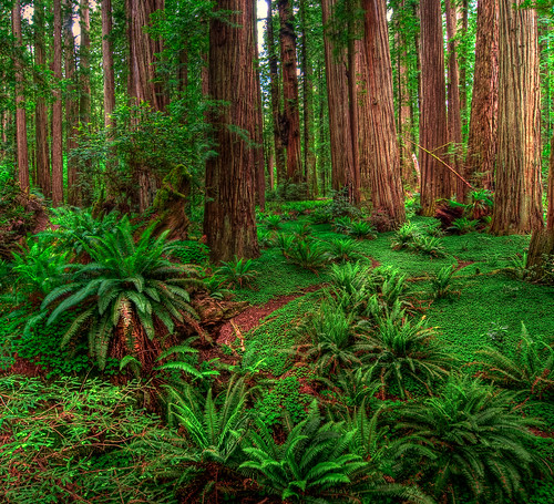 california red plants usa green pano panoramic redwoods stoutgrove hdr highdynamicrange photofridaycom fav10 michaelholden michaelholdencom