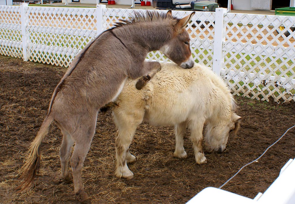 Miniature Donkey Suprise Sexes a Pony.
