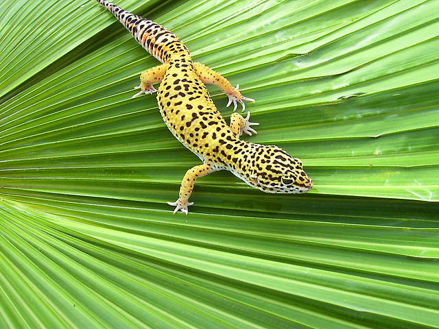 Jaydon Leopard Gecko