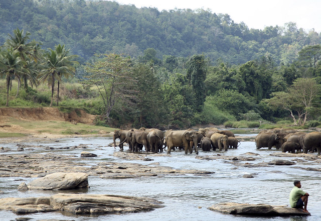 Elephants @ Pinnawela Orphanage, Sri Lanka