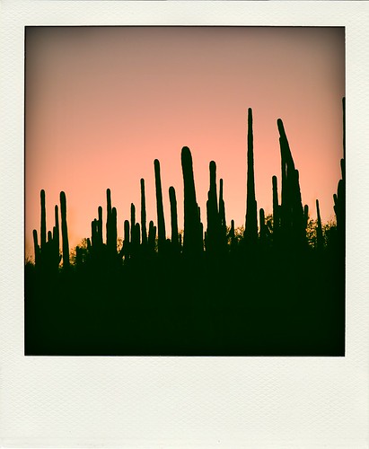 Cacti | sunset in saguaro national park | Brianna Lehman | Flickr