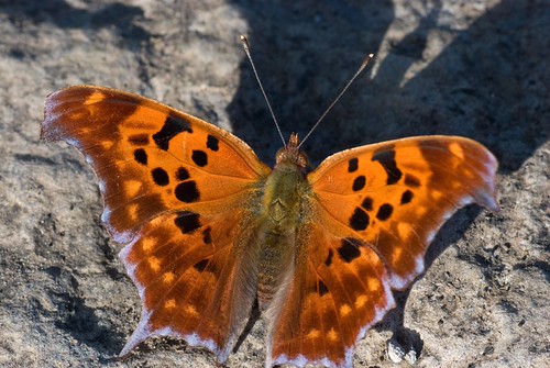 Question Mark | by hiker.guy30