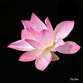 Lotus Flower | by Ric Seet.