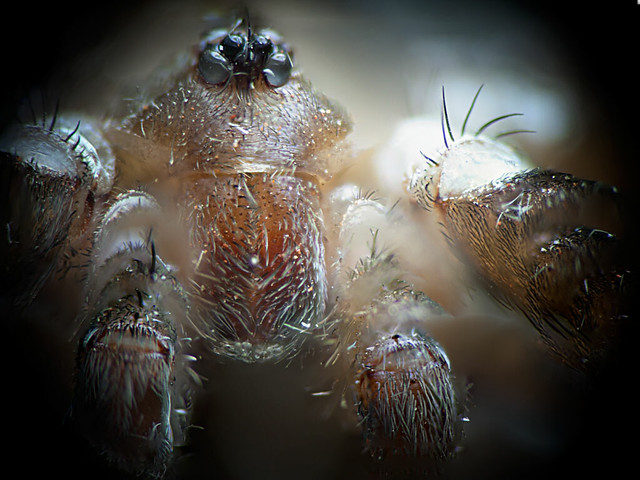 Araña (filistatidae)