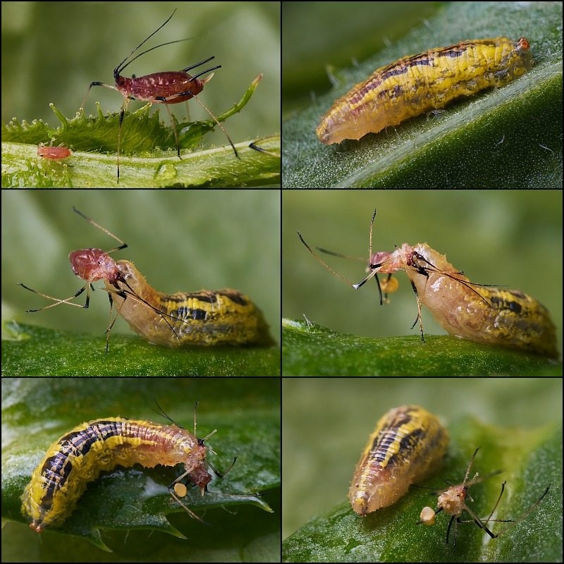 Aphidophagous story - Syrphus sp. larva