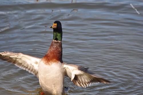 walking duck | by kellyandchet