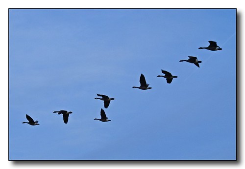 flying geese montana bluesky formation stevensville bitterrootvalley leemetcalfnationalwildliferefuge