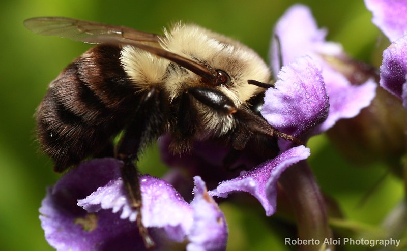Bumblebee Closeup 2