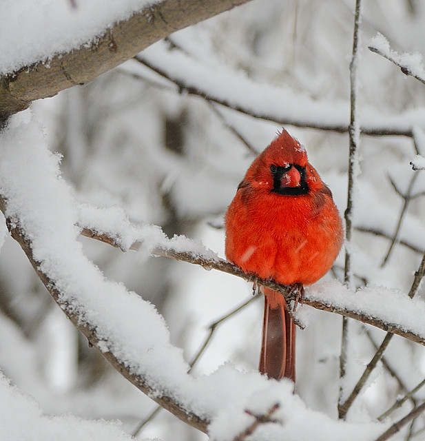 Cardinal in Snow - Part 2