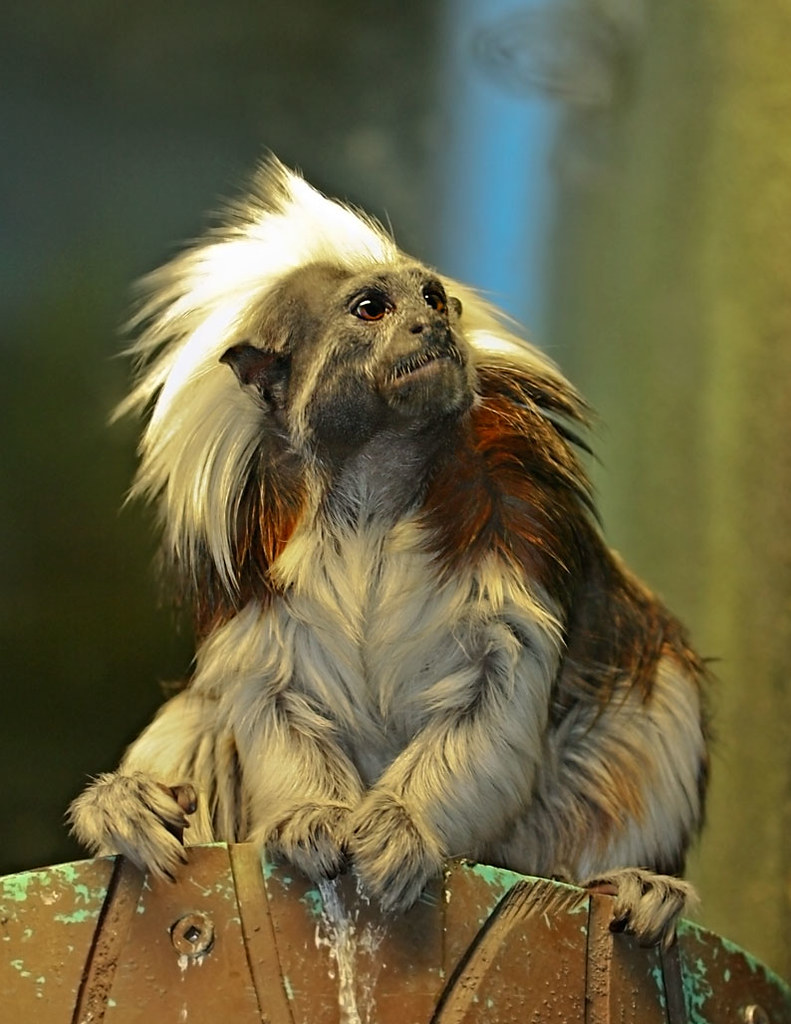 Discover more than 73 monkey with long hair