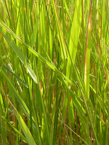 grass montana bozeman midsummer habit poaceae perennial wheatgrass inflorescence introduced bunchgrass quackgrass agropyron triticeae elytrigia coolseason disturbedsite wetsite agropyronintermedium