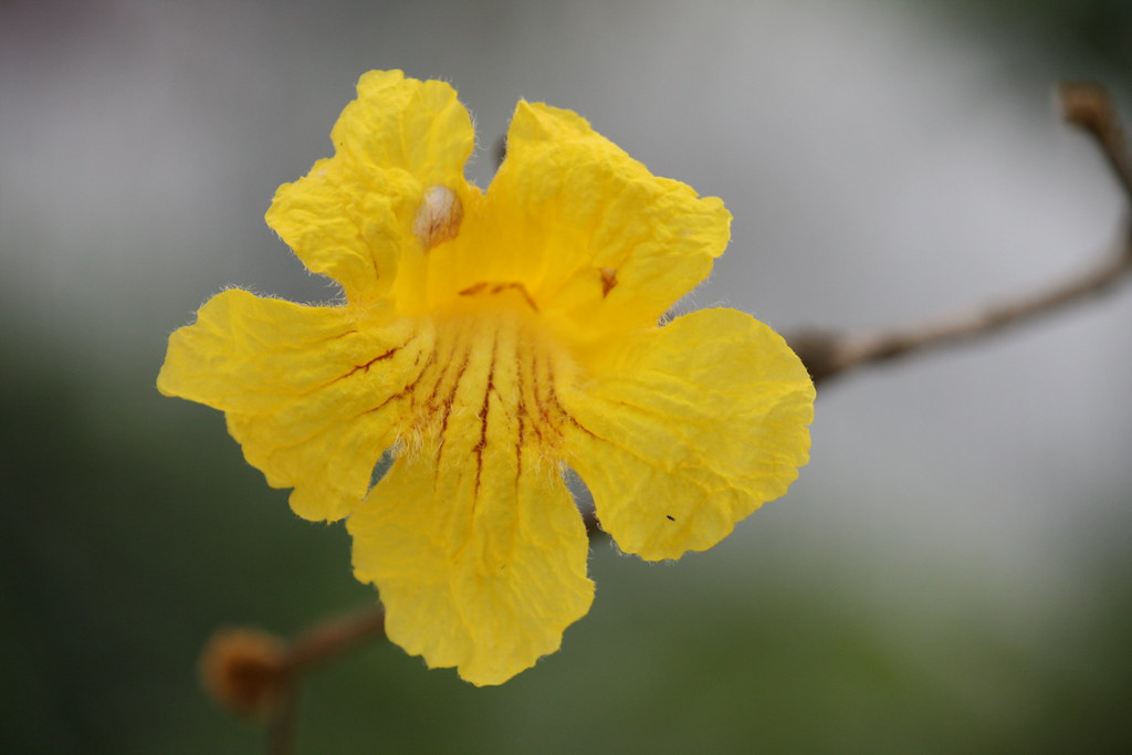 Flor de Ipê amarelo - Flower of a yellow Ipê tree | Sprind i… | Flickr