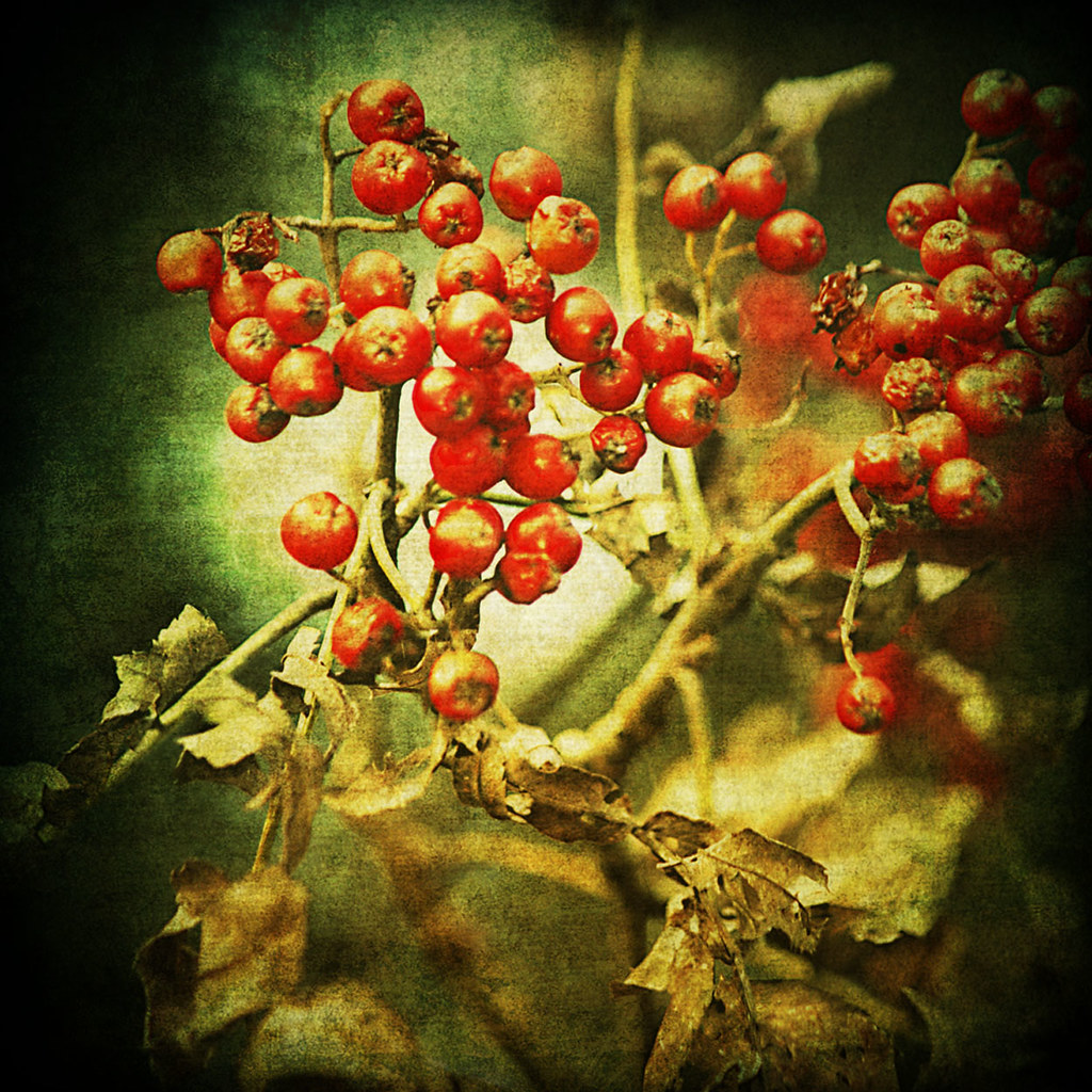 Vintage firethorn by ☁`*Petra
